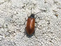 [Omophlus spec]